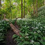 Spring bloomers